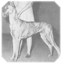 Ch. Brenda Von Overcup
