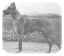 Bosko vd Saalburg