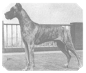 Ch. Estid Zeus