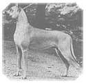 Ch. Heidere's Devil-D of Marydane