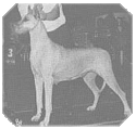 Ch. Kelsey's Annie Laurie