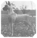 Ch. Miss Erikke Von Riesenhof