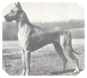 Ch. Shallotts Sir Allistair